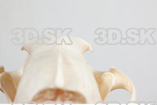 Skull photo reference 0060